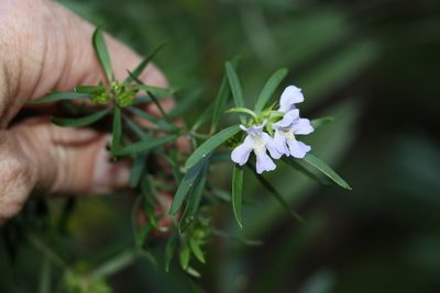 Westringia sericea, photographed by Greg Tasney