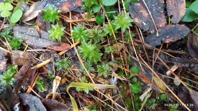 Rhodobryum roseum, photographed by Tatiana Strus