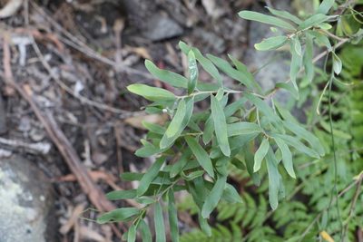 Grevillea linsmithii, photographed by Greg Tasney