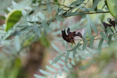 Bossiaea rupicola, photographed by Greg Tasney
