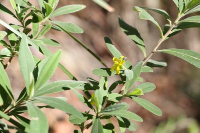 Hibbertia hexandra, photographed by Greg Tasney