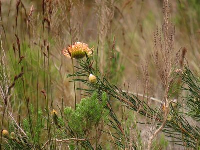 Leucospermum lineare, photographed by Jeremy Gilmore