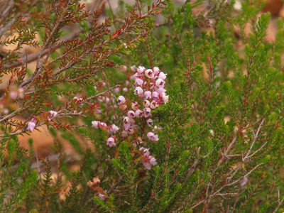 Erica curvirostris, photographed by Jeremy Gilmore