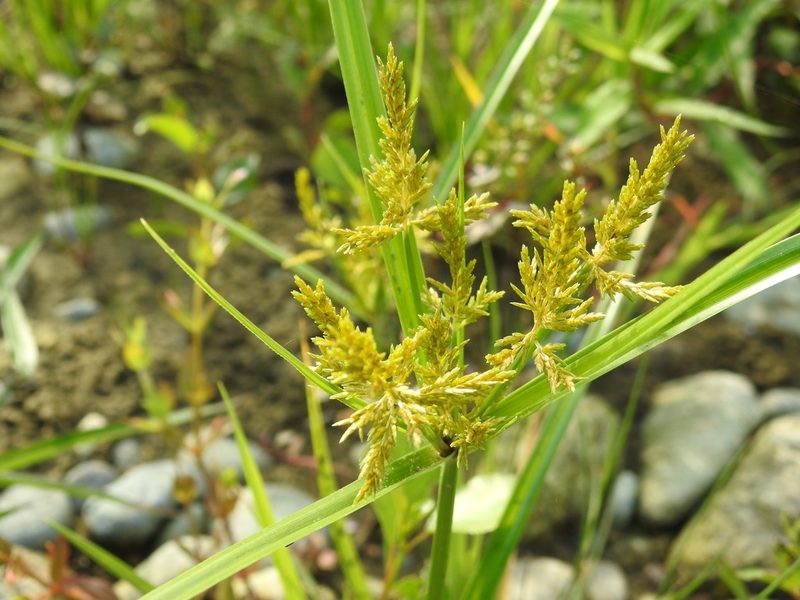 Cyperus microiria, photographed by Yves Bas