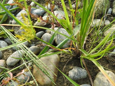 Cyperus microiria, photographed by Yves Bas