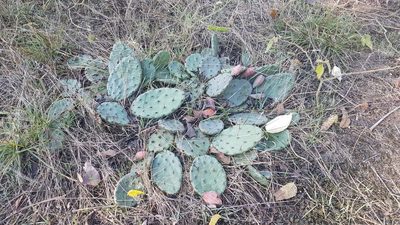 Opuntia cespitosa, photographed by Dan Riley