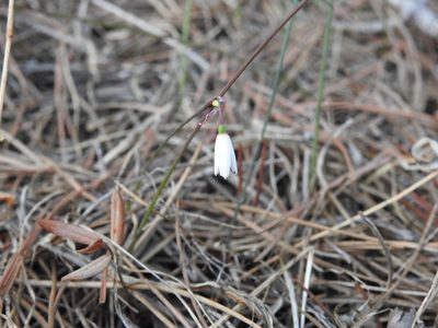 Acis autumnalis, photographed by Duarte Frade