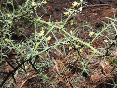 Asparagus aphyllus, photographed by Duarte Frade