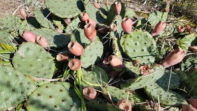 Opuntia cespitosa, photographed by Dan Riley