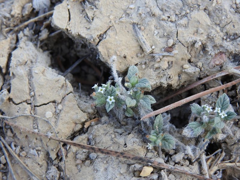 Heliotropium supinum, photographed by Duarte Frade