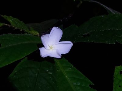 Atractocarpus hirtus, photographed by Tim