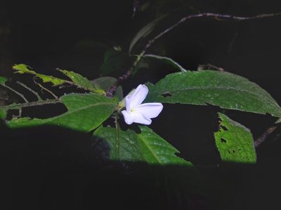 Atractocarpus hirtus, photographed by Tim