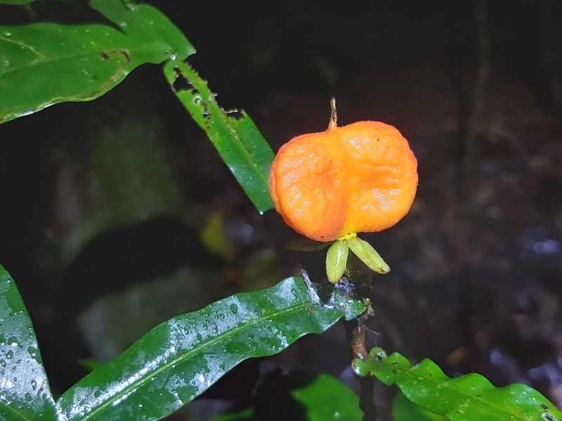 Harpullia frutescens, photographed by Tim
