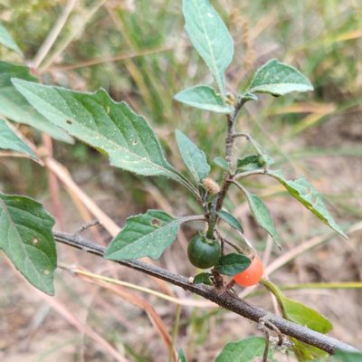 Solanum villosum, photographed by Name