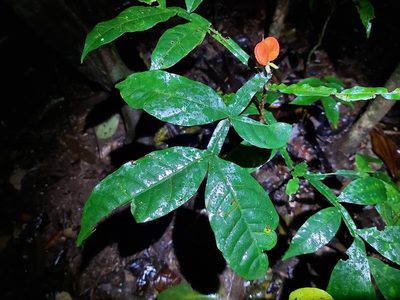 Harpullia frutescens, photographed by Tim