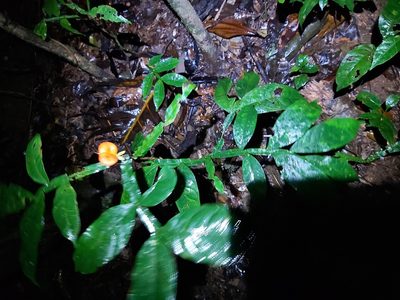 Harpullia frutescens, photographed by Tim
