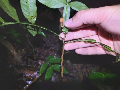 Harpullia frutescens, photographed by Tim