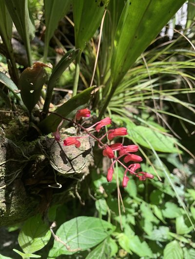 Comparettia rubriflora, photographed by Line Juul Nielsen
