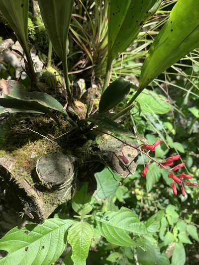 Comparettia rubriflora, photographed by Line Juul Nielsen