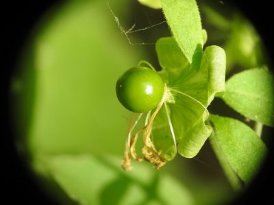 Silene baccifera, photographed by Yves Bas