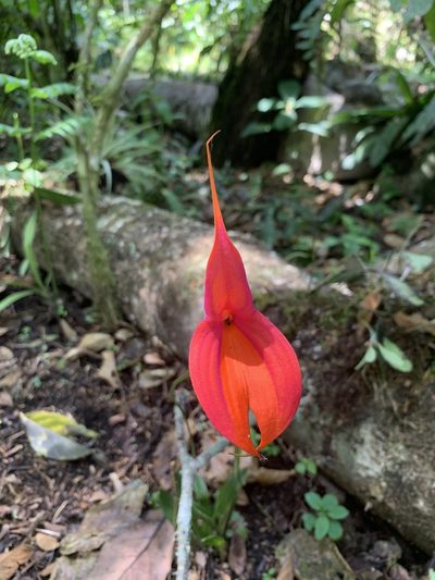 Masdevallia veitchiana, photographed by Line Juul Nielsen