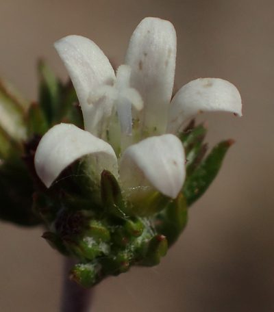 Wahlenbergia cinerea, photographed by Nicola van Berkel