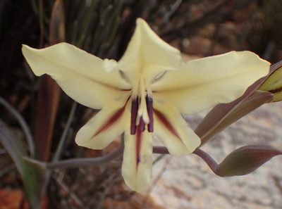 Gladiolus floribundus, photographed by Nicola van Berkel
