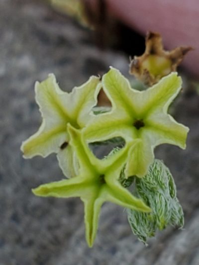 Euploca torreyi, photographed by Jo Roberts