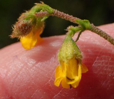 Hermannia alnifolia, photographed by Nicola van Berkel