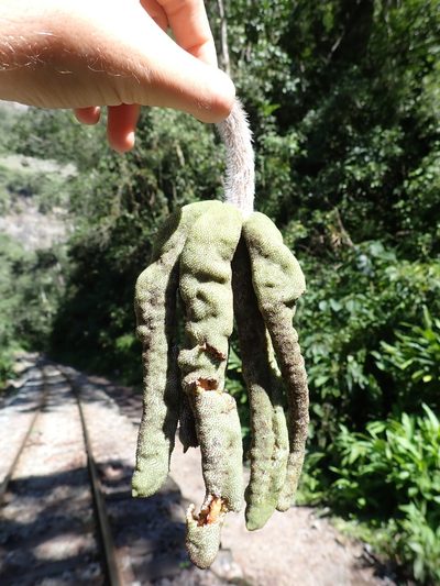 Cecropia tacuna, photographed by Skjold Søndergaard