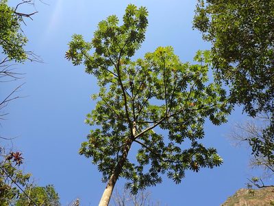 Cecropia tacuna, photographed by Skjold Søndergaard