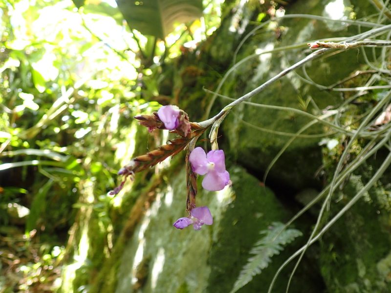 Tillandsia streptocarpa, photographed by Skjold Søndergaard