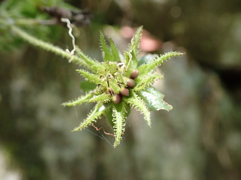 Smallanthus siegesbeckius, photographed by Skjold Søndergaard