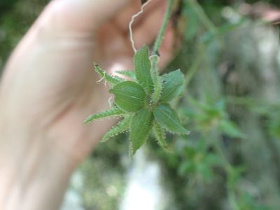 Smallanthus siegesbeckius, photographed by Skjold Søndergaard
