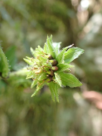Smallanthus siegesbeckius, photographed by Skjold Søndergaard
