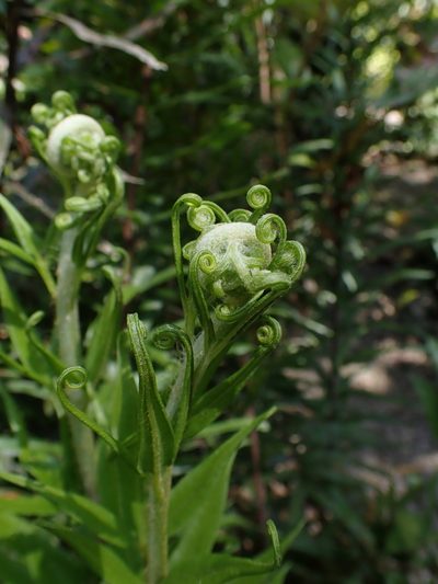 Pityrogramma trifoliata, photographed by Skjold Søndergaard