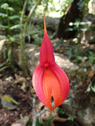 Masdevallia veitchiana, photographed by Skjold Søndergaard
