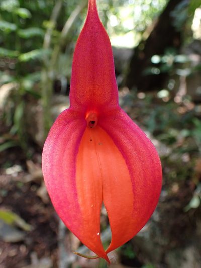 Masdevallia veitchiana, photographed by Skjold Søndergaard