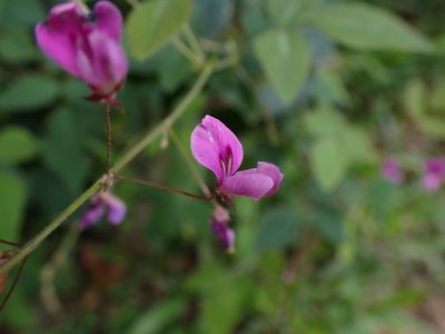 Desmodium uncinatum, photographed by Skjold Søndergaard