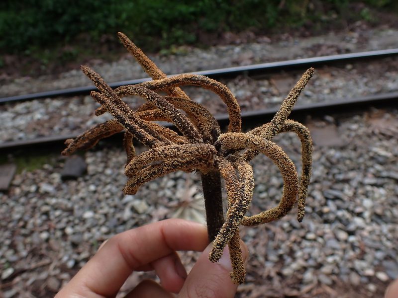 Cecropia strigosa, photographed by Skjold Søndergaard