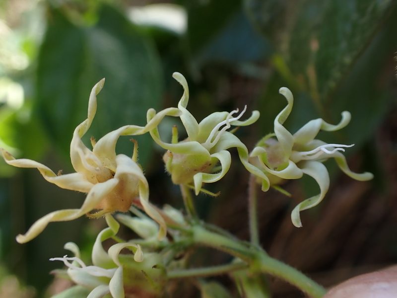 Oxypetalum dombeyanum, photographed by Skjold Søndergaard
