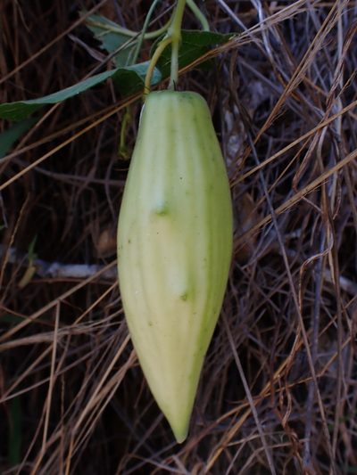 Oxypetalum dombeyanum, photographed by Skjold Søndergaard