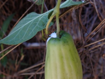 Oxypetalum dombeyanum, photographed by Skjold Søndergaard