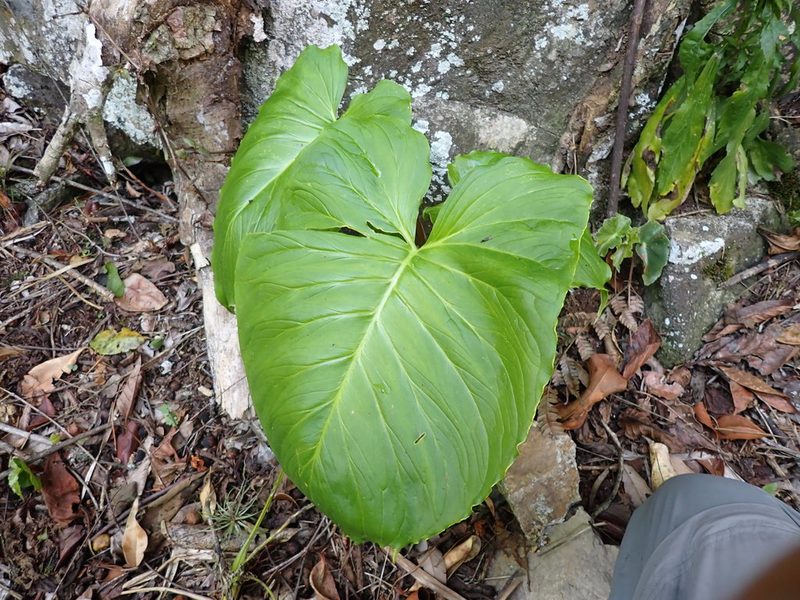 Spathantheum orbignyanum, photographed by Skjold Søndergaard