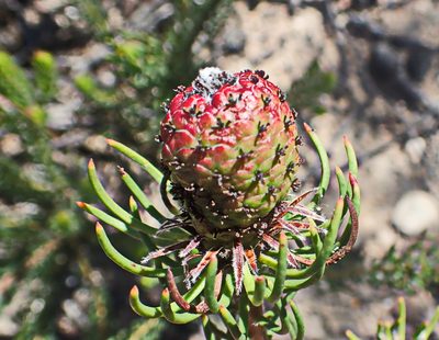 Leucadendron teretifolium, photographed by Di Turner