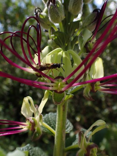 Cleome lechleri, photographed by Skjold Søndergaard