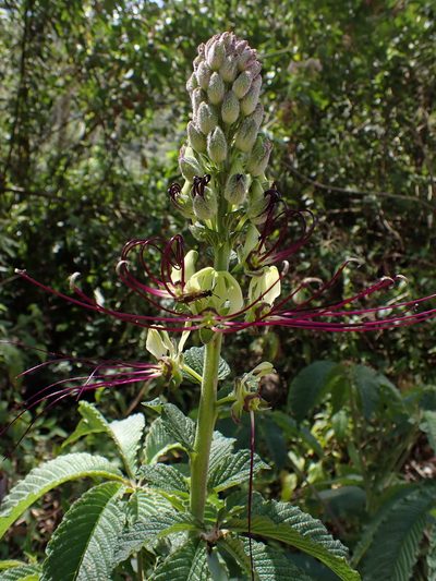 Cleome lechleri, photographed by Skjold Søndergaard