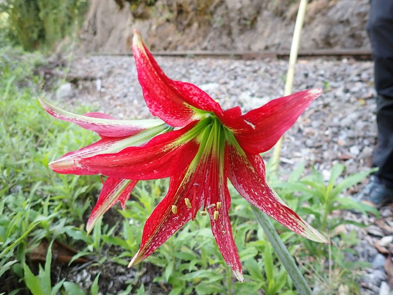 Hippeastrum machupijchense, photographed by Skjold Søndergaard