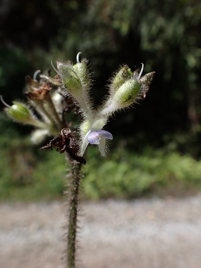 Tinantia standleyi, photographed by Skjold Søndergaard