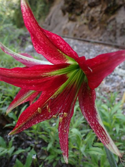 Hippeastrum machupijchense, photographed by Skjold Søndergaard